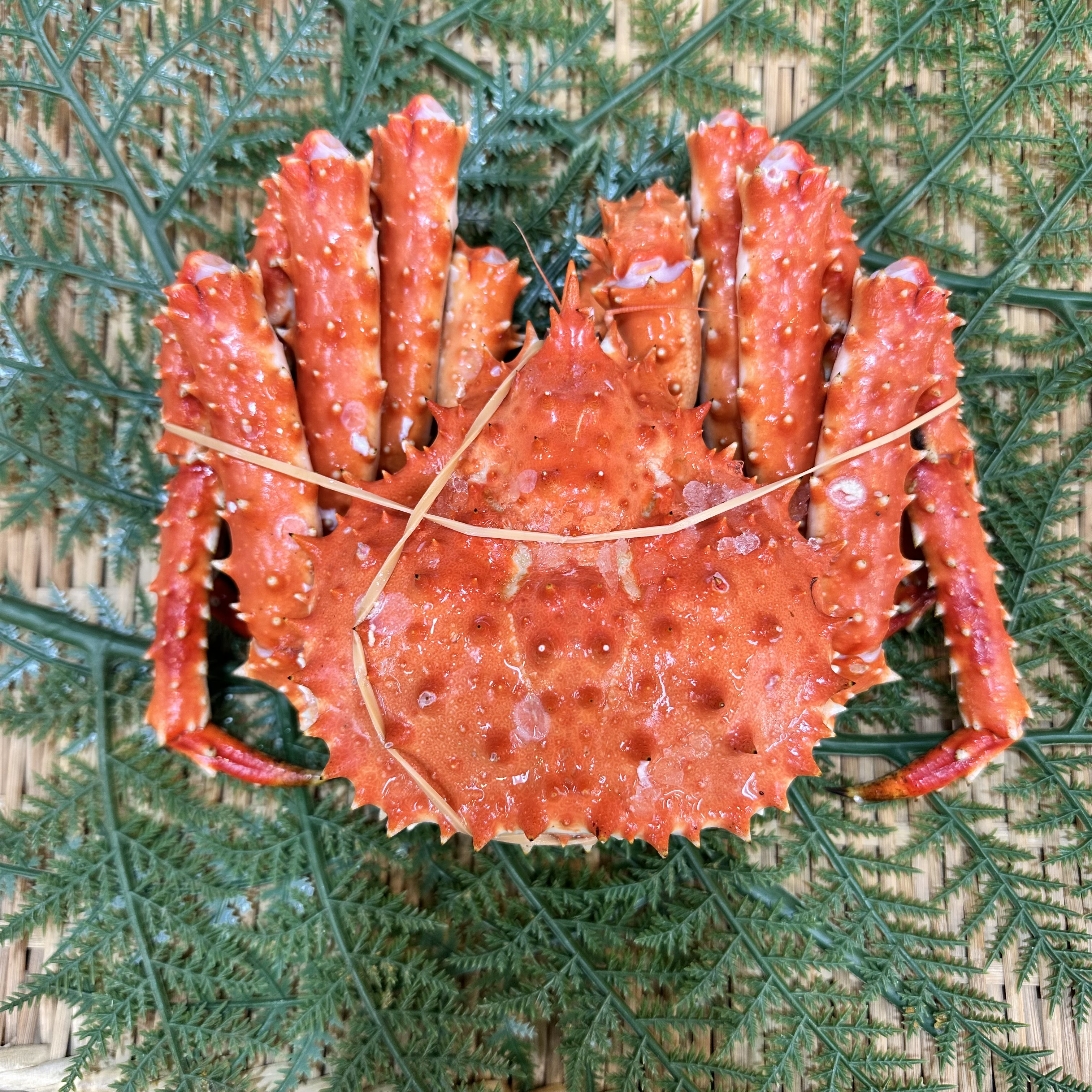 浜茹で(ワケあり)タラバガニ　1尾500g前後