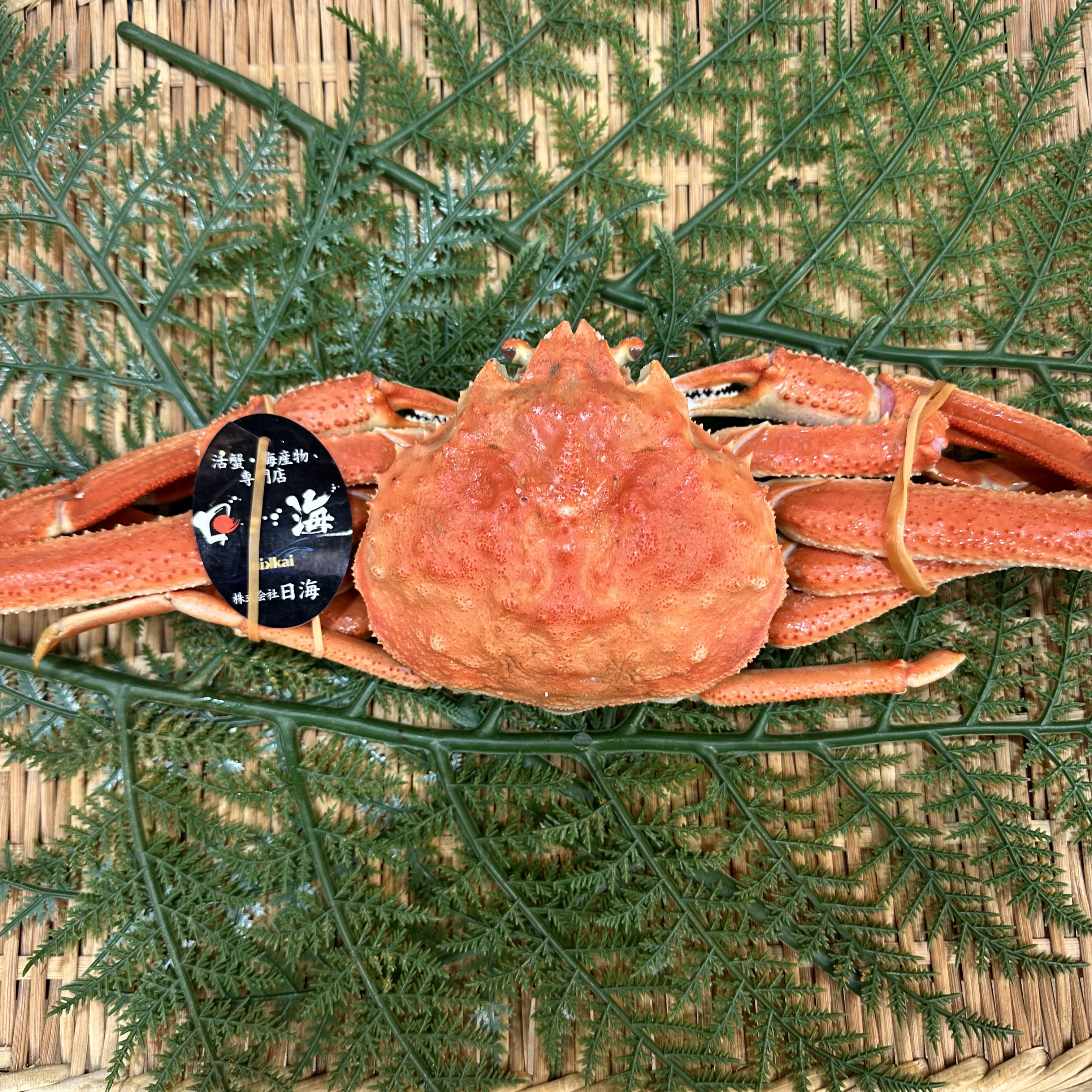 浜茹でオオズワイガニ　1尾500g前後