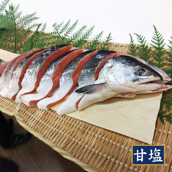 【特撰】時鮭 1尾　1.8kg前後